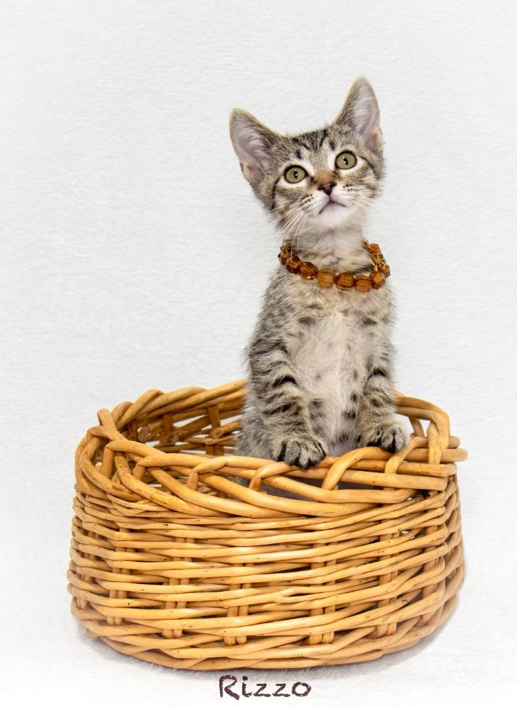 Rizzo, Adoptable, Kitten Female Domestic Short Hair.