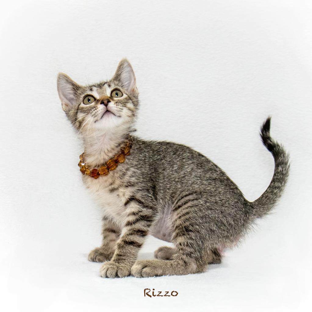 Rizzo, a Adoptable mixed breed in Hot Springs Village, AR image 2/3