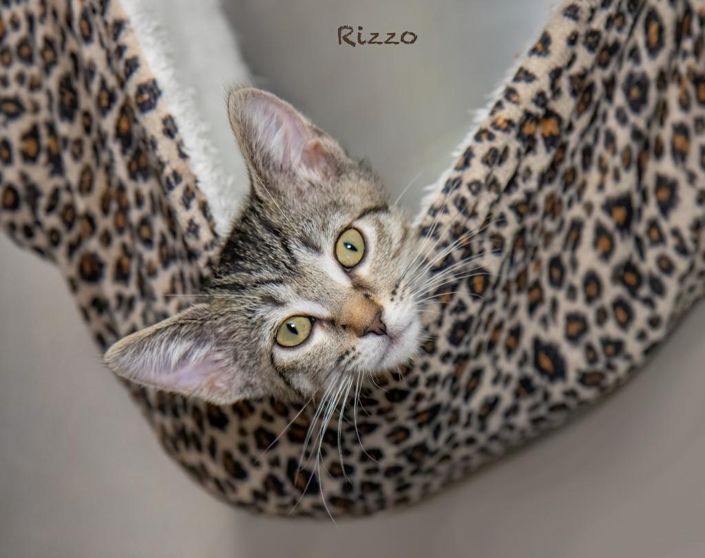 Rizzo, a Adoptable mixed breed in Hot Springs Village, AR image 3/3