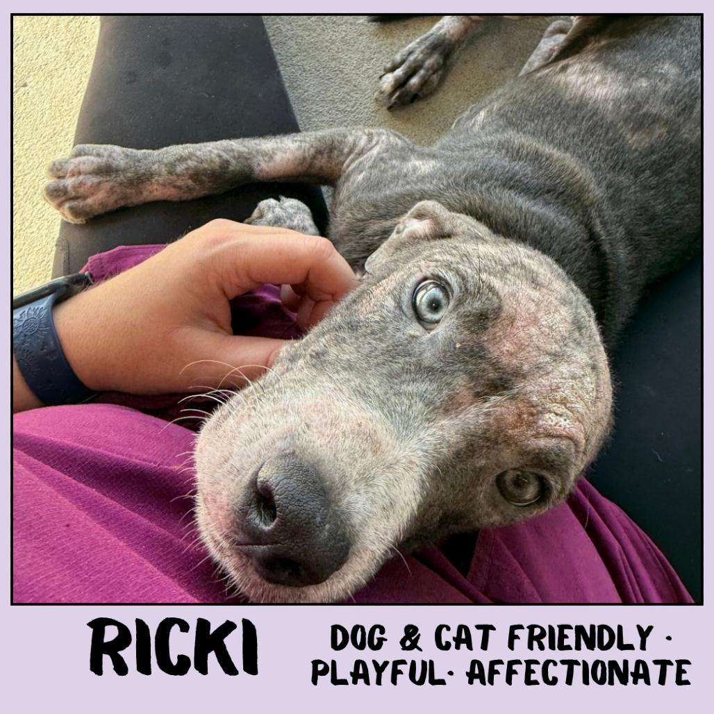 Enlarge Ricki, a Adoptable Mixed Breed in Emporia, KS image 3/4