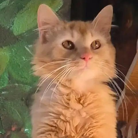 Stetson, an adoptable Domestic Long Hair in Tomah, WI image 2/5