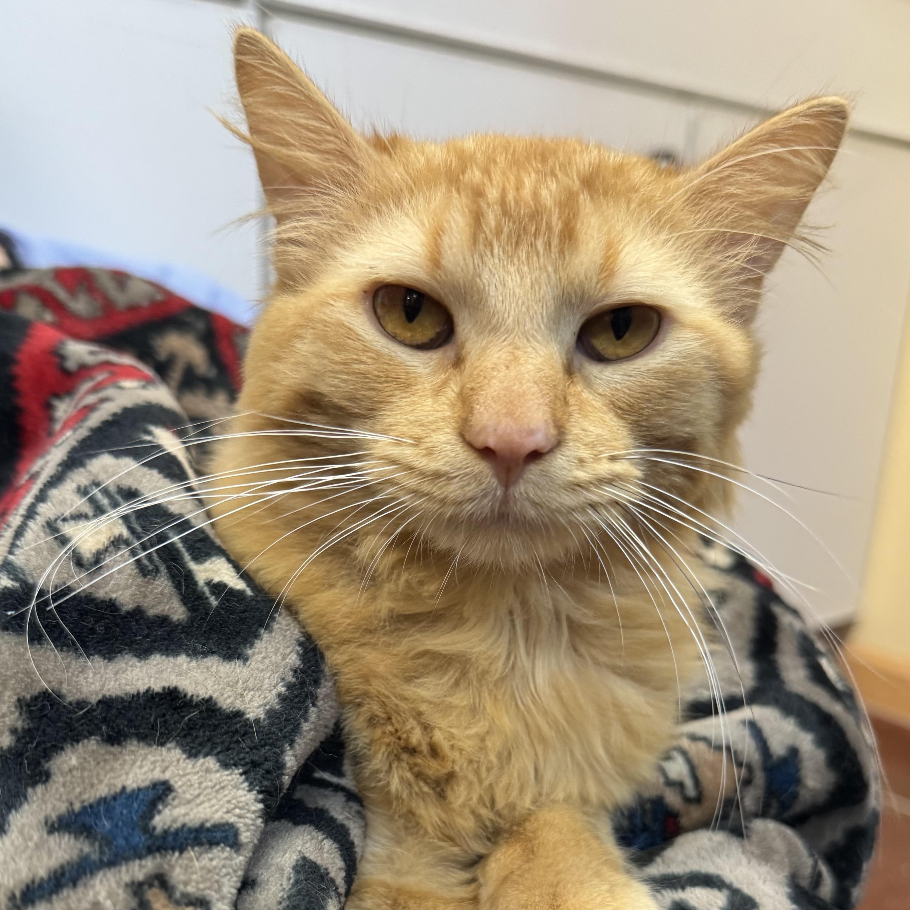 Stetson, an adoptable Domestic Long Hair in Tomah, WI image 3/5