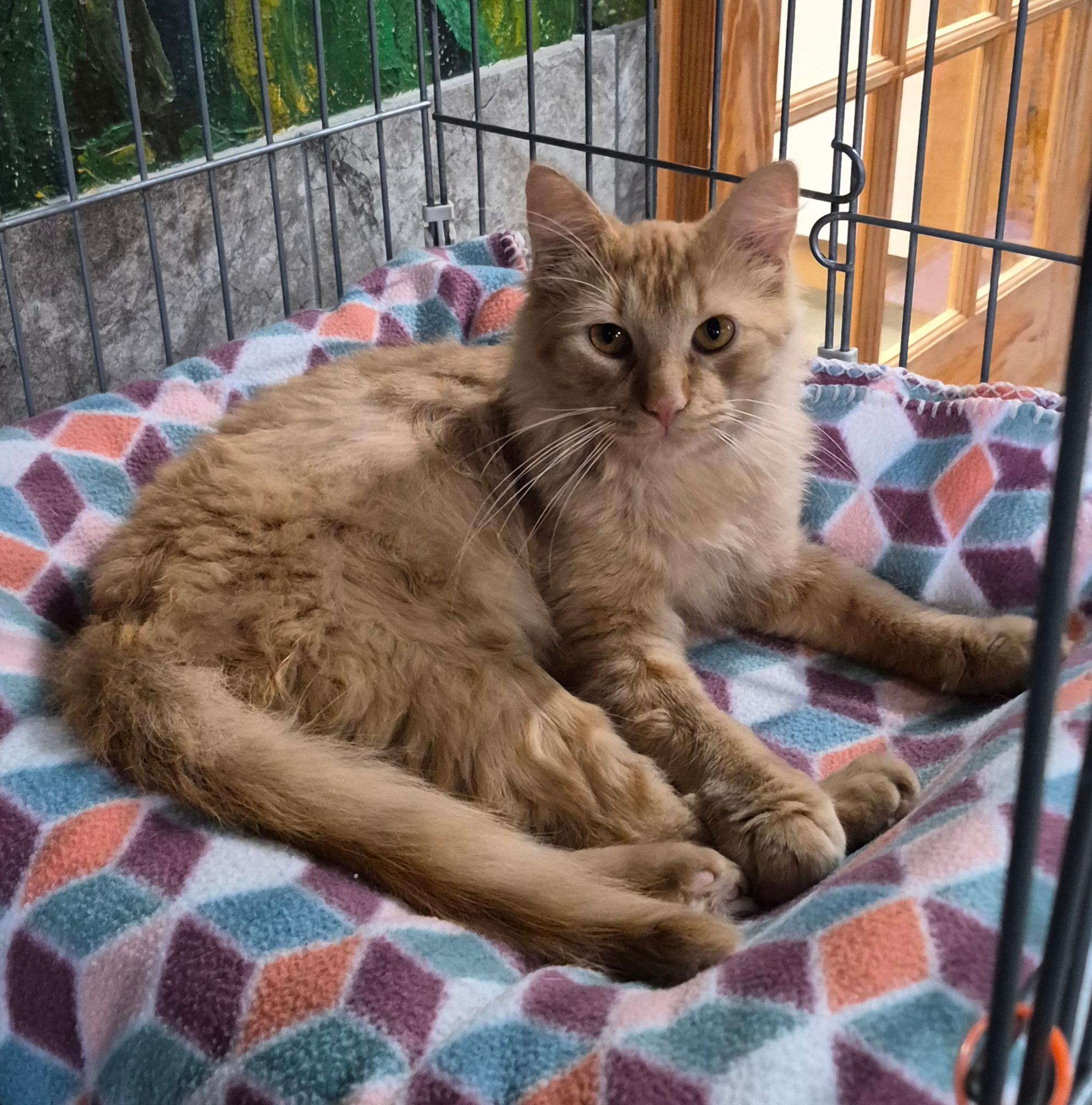 Stetson, adoptable, Adult Male Domestic Long Hair.