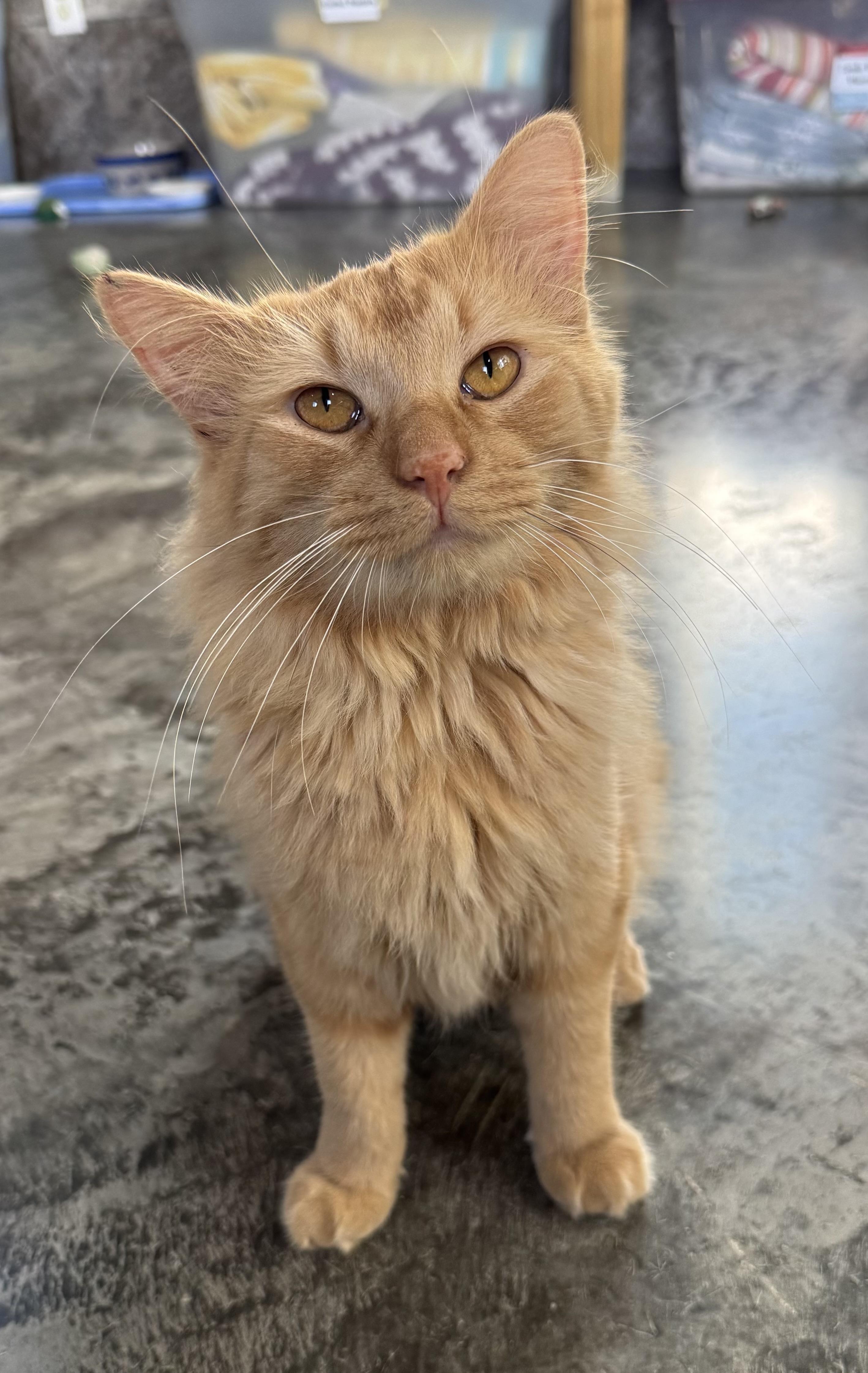 Stetson, Adoptable, Adult Male Domestic Long Hair.