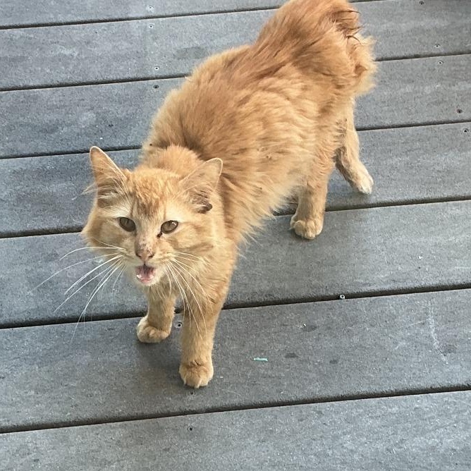 Stetson, an adoptable Domestic Long Hair in Tomah, WI image 5/5