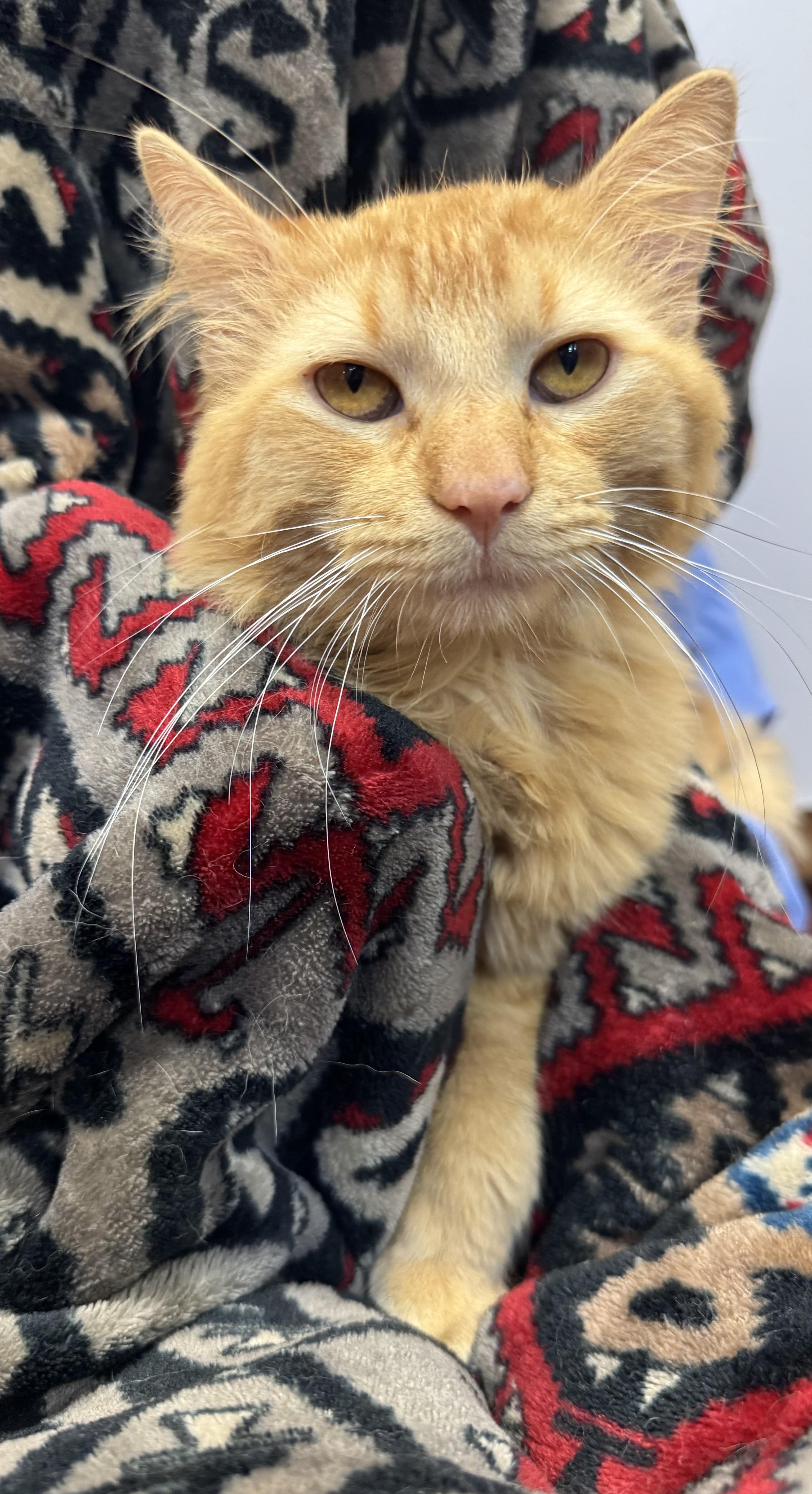 Stetson, an adoptable Domestic Long Hair in Tomah, WI image 4/5
