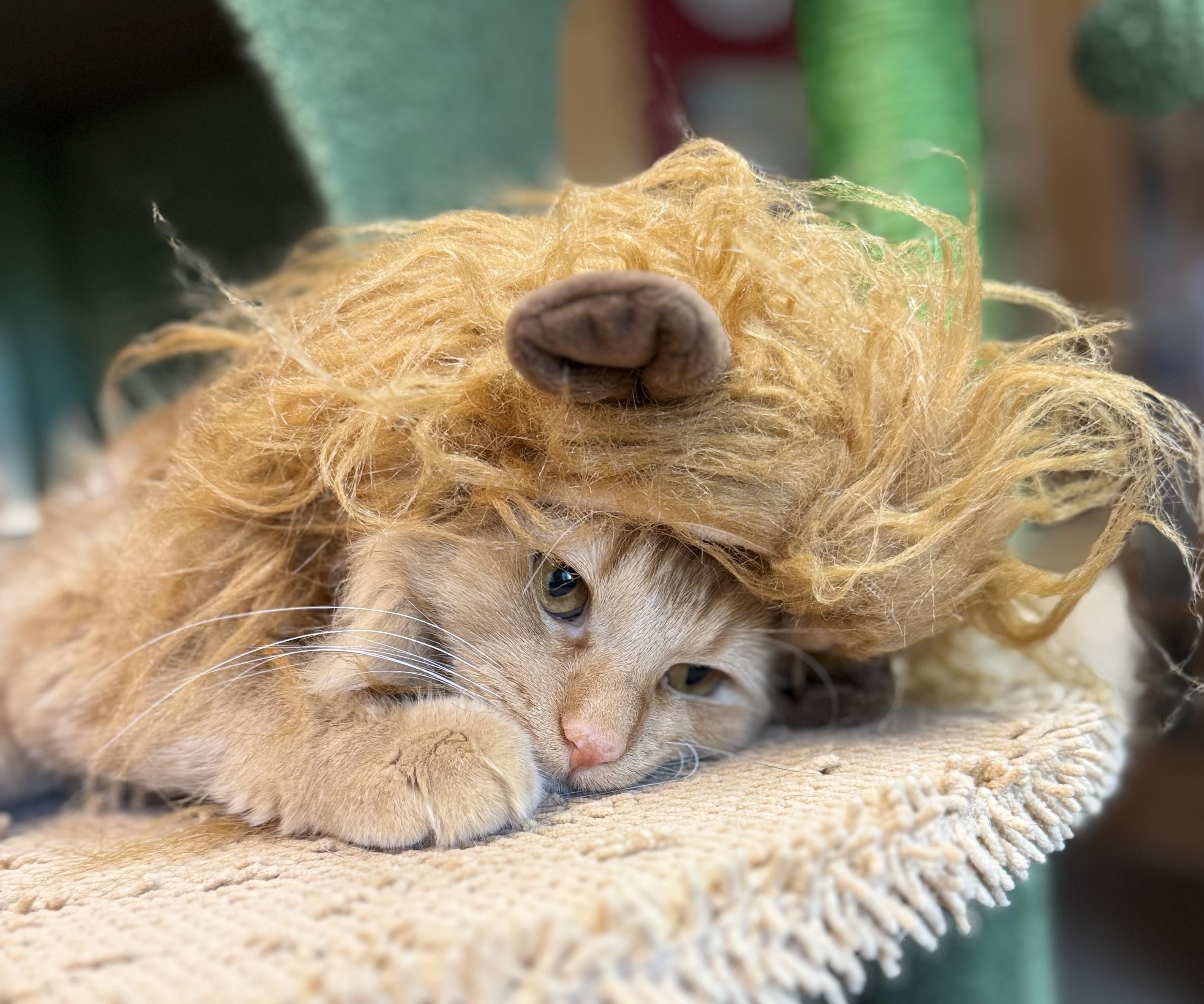 Enlarge Stetson, a Adoptable Domestic Long Hair in Tomah, WI image 2/5