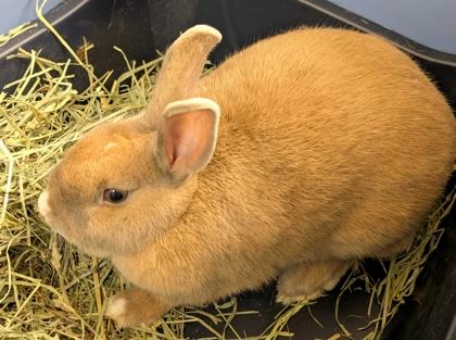 Bunana, Adoptable, Adult Female Bunny Rabbit & Bunny Rabbit.