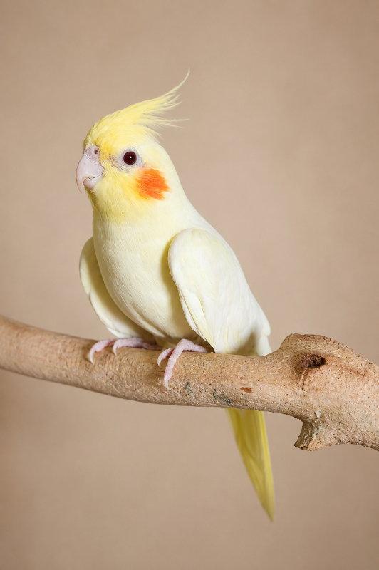 Harvey, Adopted, Young Female Cockatiel.