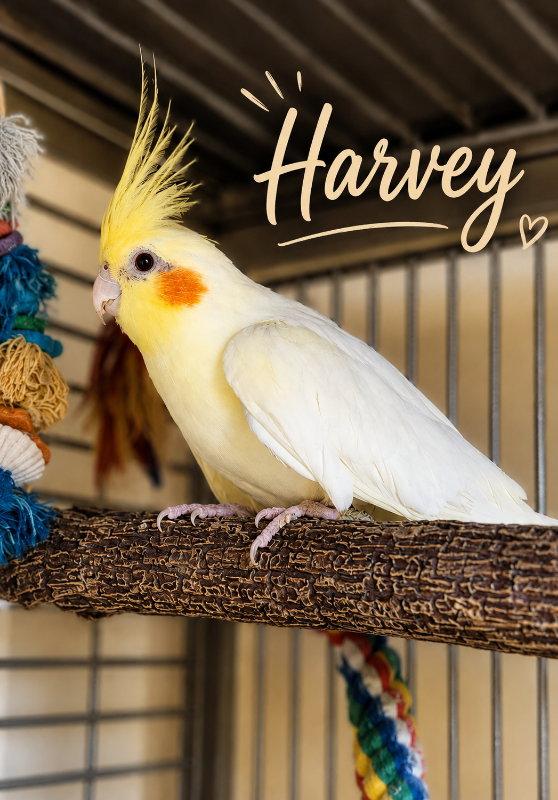 Enlarge Harvey, a Adopted Cockatiel in Mankato, MN image 3/3