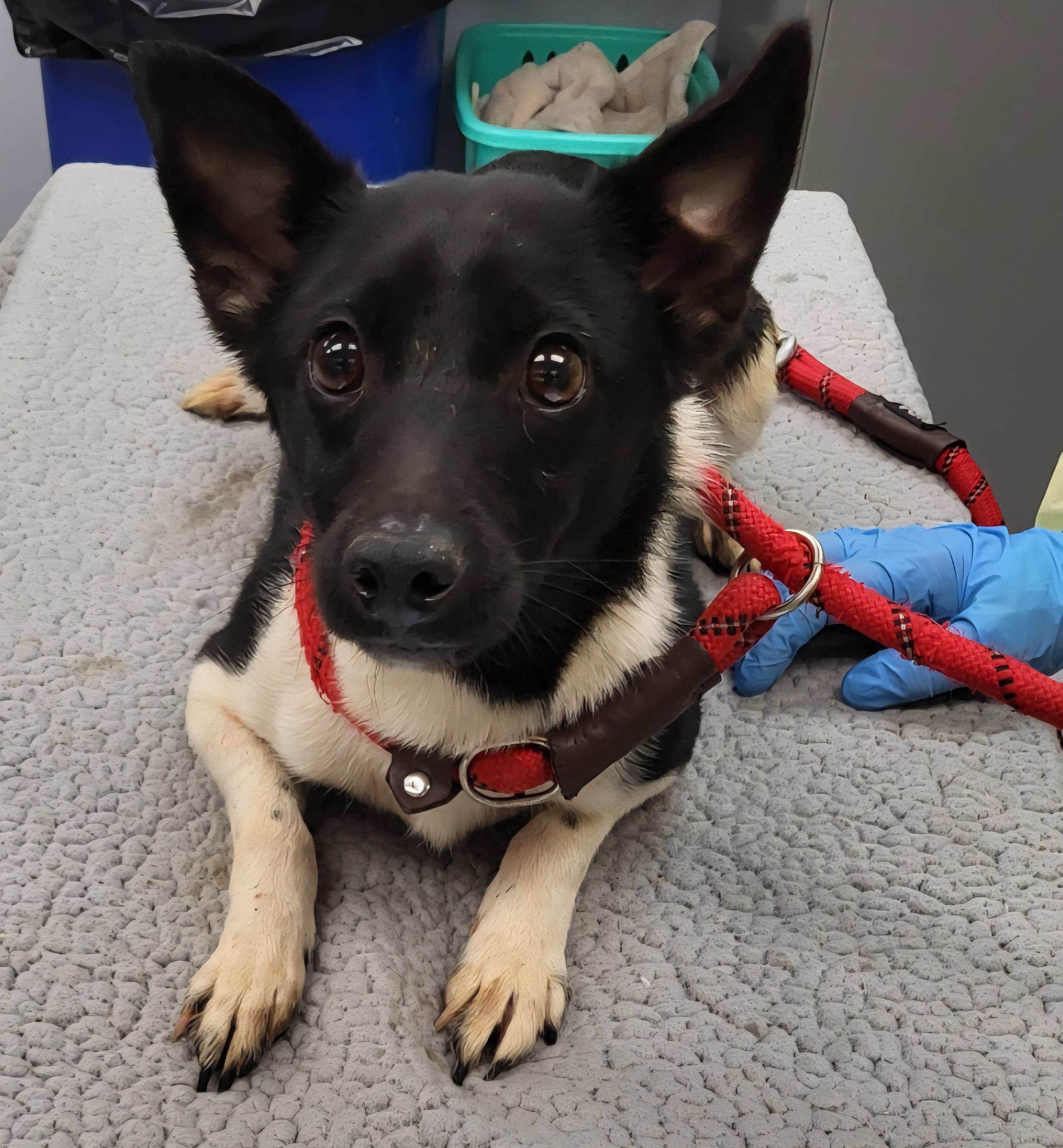 Enlarge Oreo - Sweet and petite brother of Spot and Jake!, a ADOPTABLE mixed breed in Buford, GA image 1/6