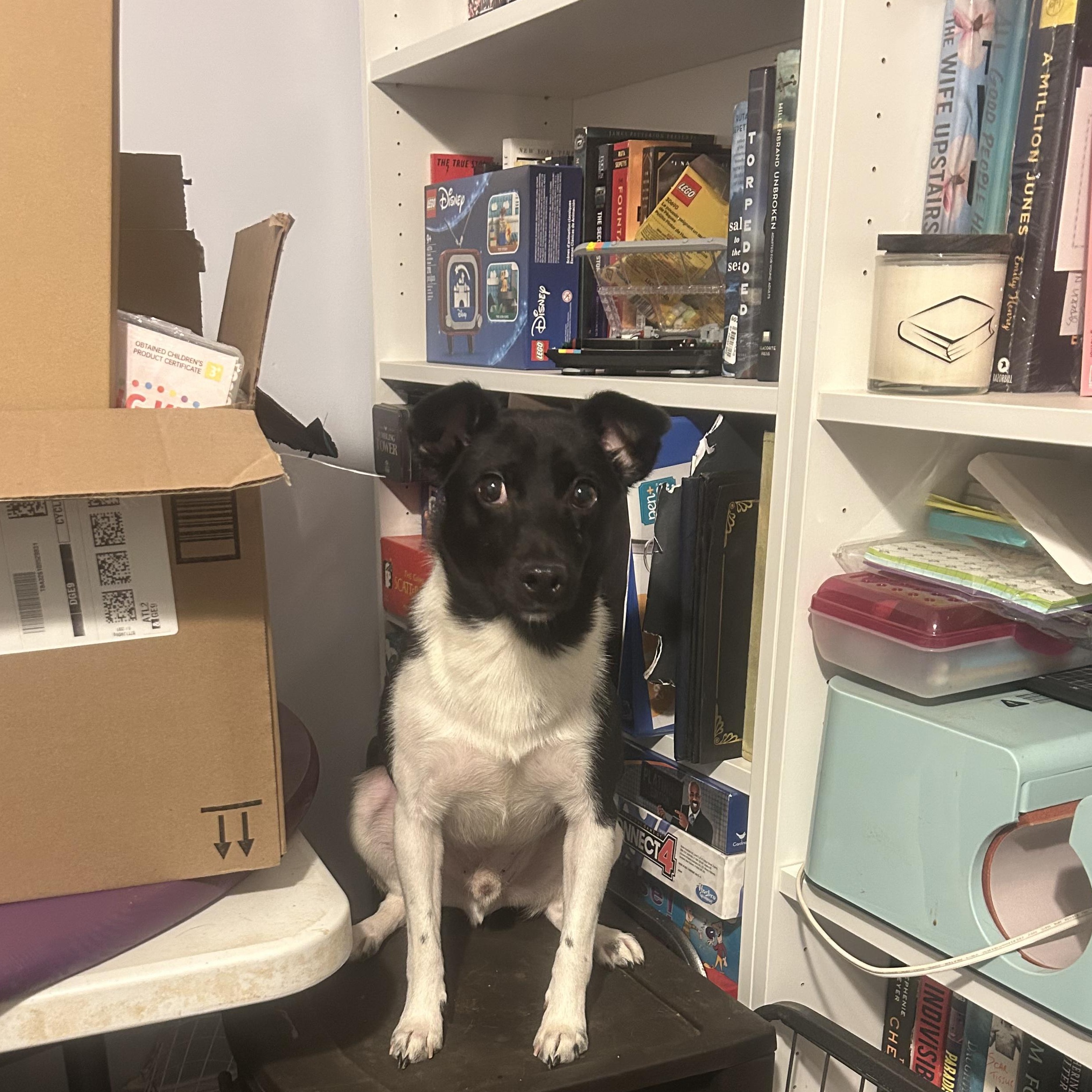 Enlarge Oreo - Sweet and petite brother of Spot and Jake!, a ADOPTABLE mixed breed in Buford, GA image 4/6