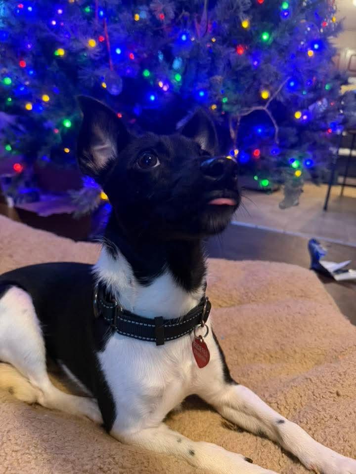 Enlarge Oreo - Sweet and petite brother of Spot and Jake!, a ADOPTABLE mixed breed in Buford, GA image 5/6