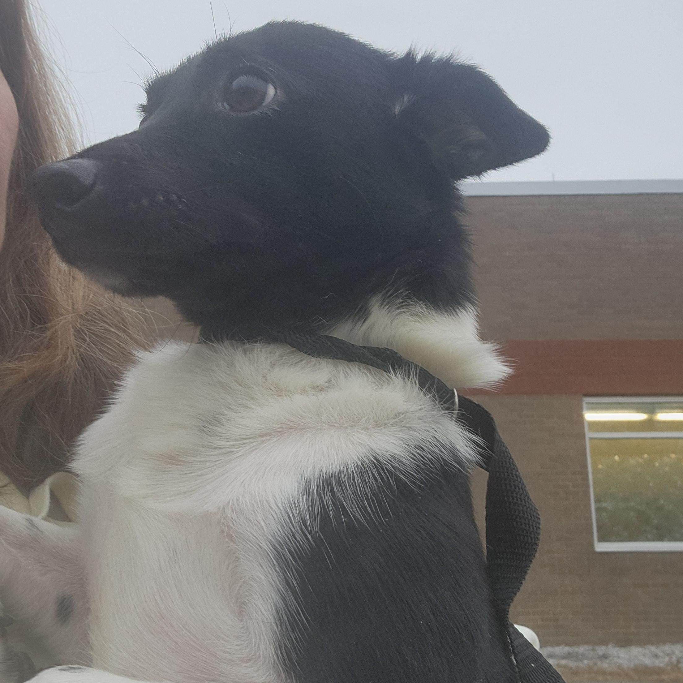 Enlarge Oreo - Sweet and petite brother of Spot and Jake!, a ADOPTABLE mixed breed in Buford, GA image 3/6