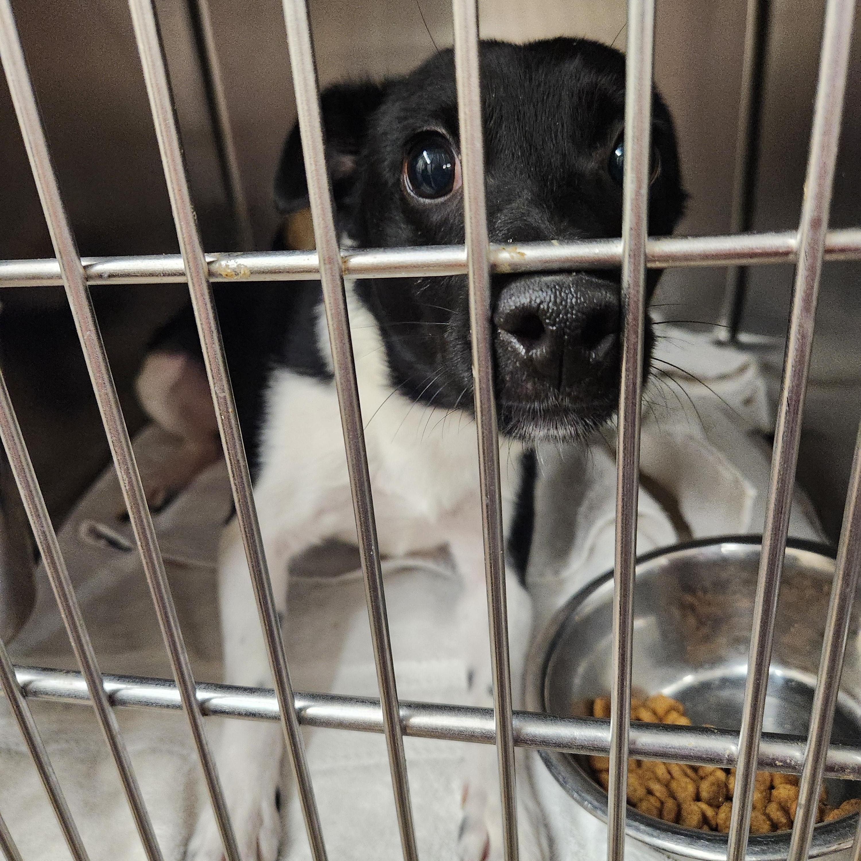 Enlarge Oreo - Sweet and petite brother of Spot and Jake!, a ADOPTABLE mixed breed in Buford, GA image 6/6