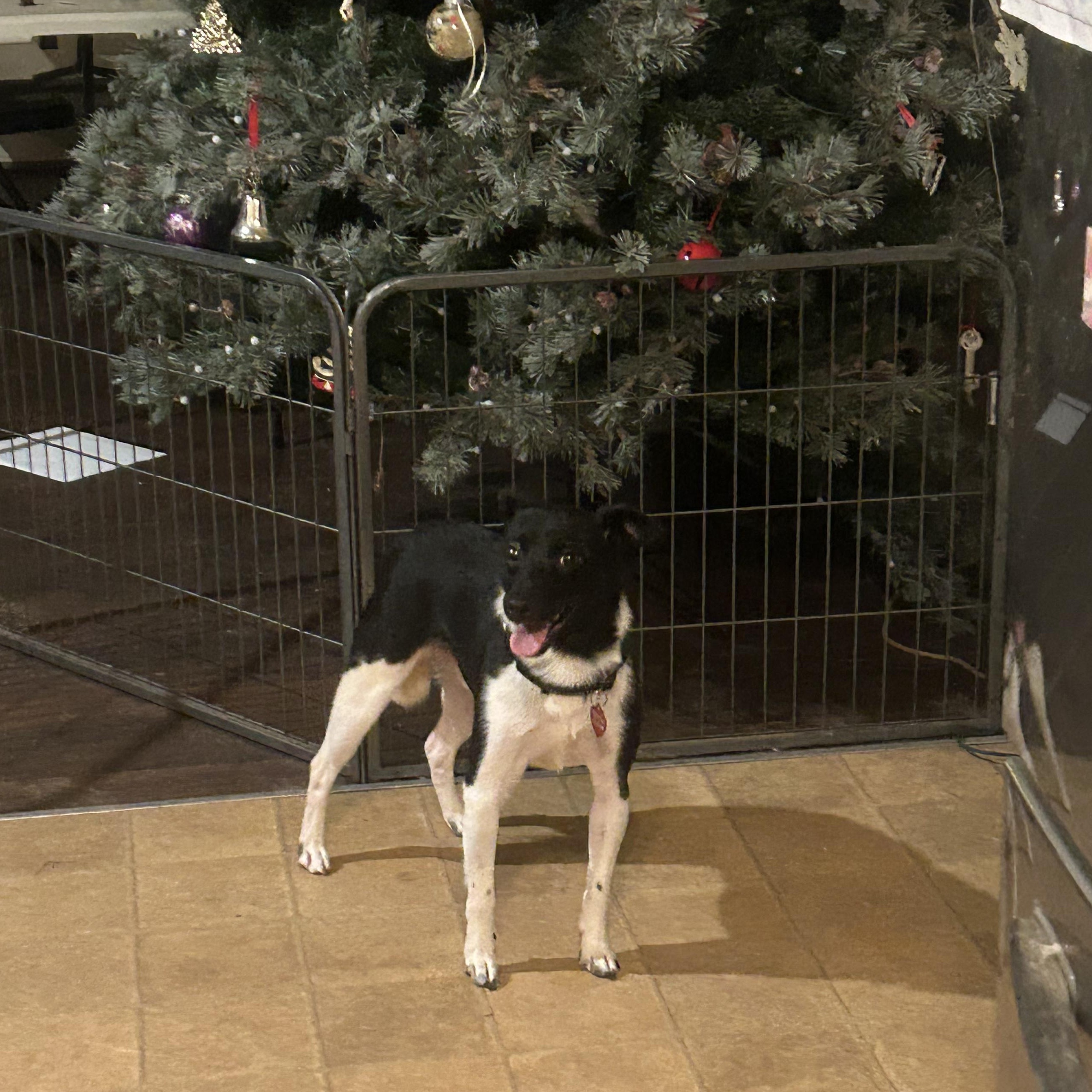 Enlarge Oreo - Sweet and petite brother of Spot and Jake!, a ADOPTABLE mixed breed in Buford, GA image 2/6