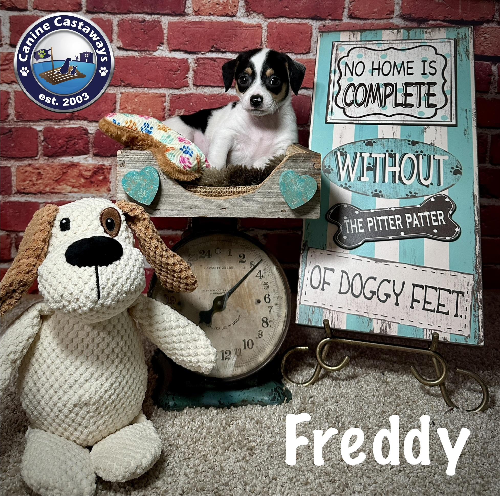 Freddy, an adopted mixed breed in Arcadia, FL image 3/3