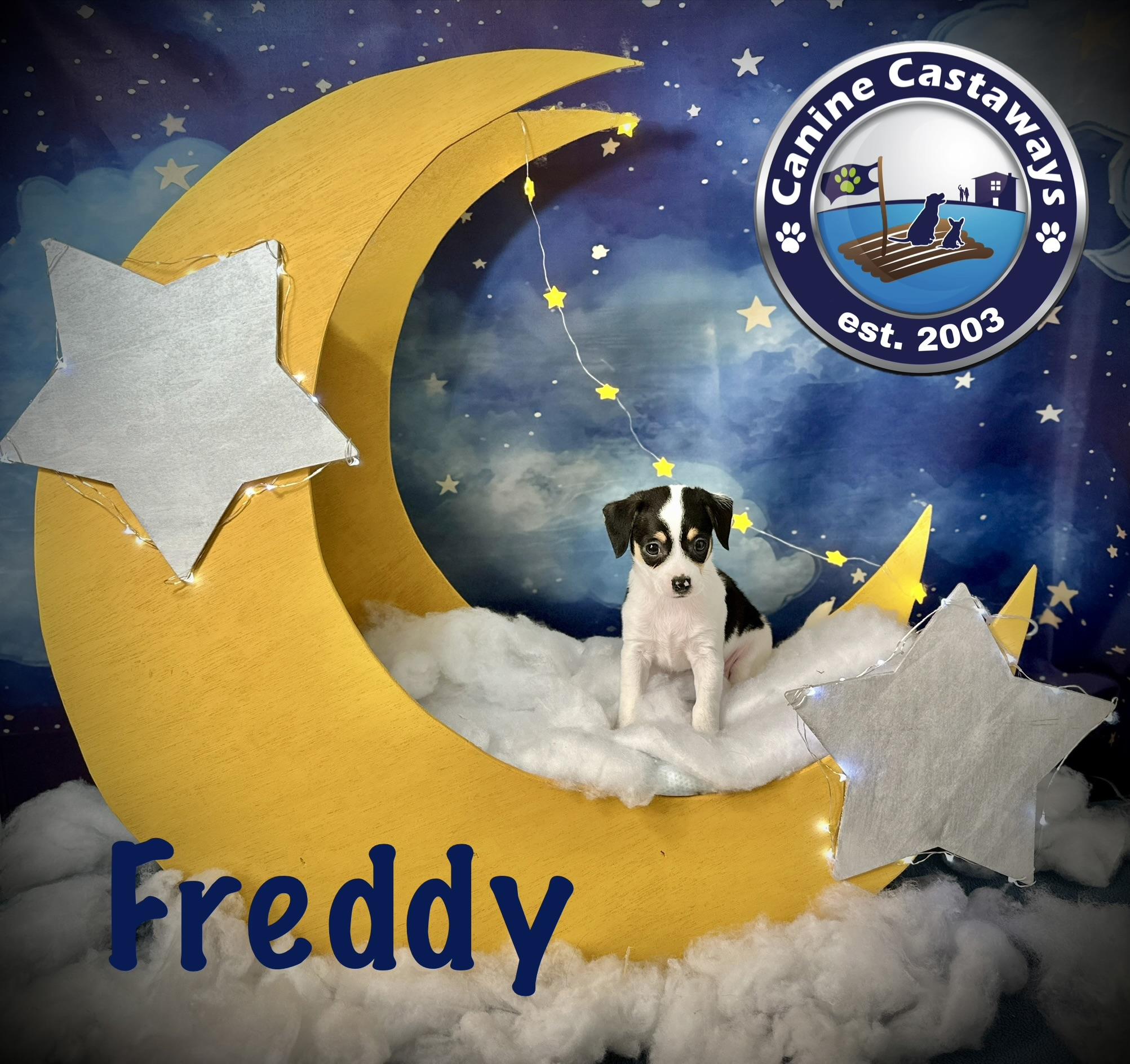 Freddy, an adopted mixed breed in Arcadia, FL image 2/3