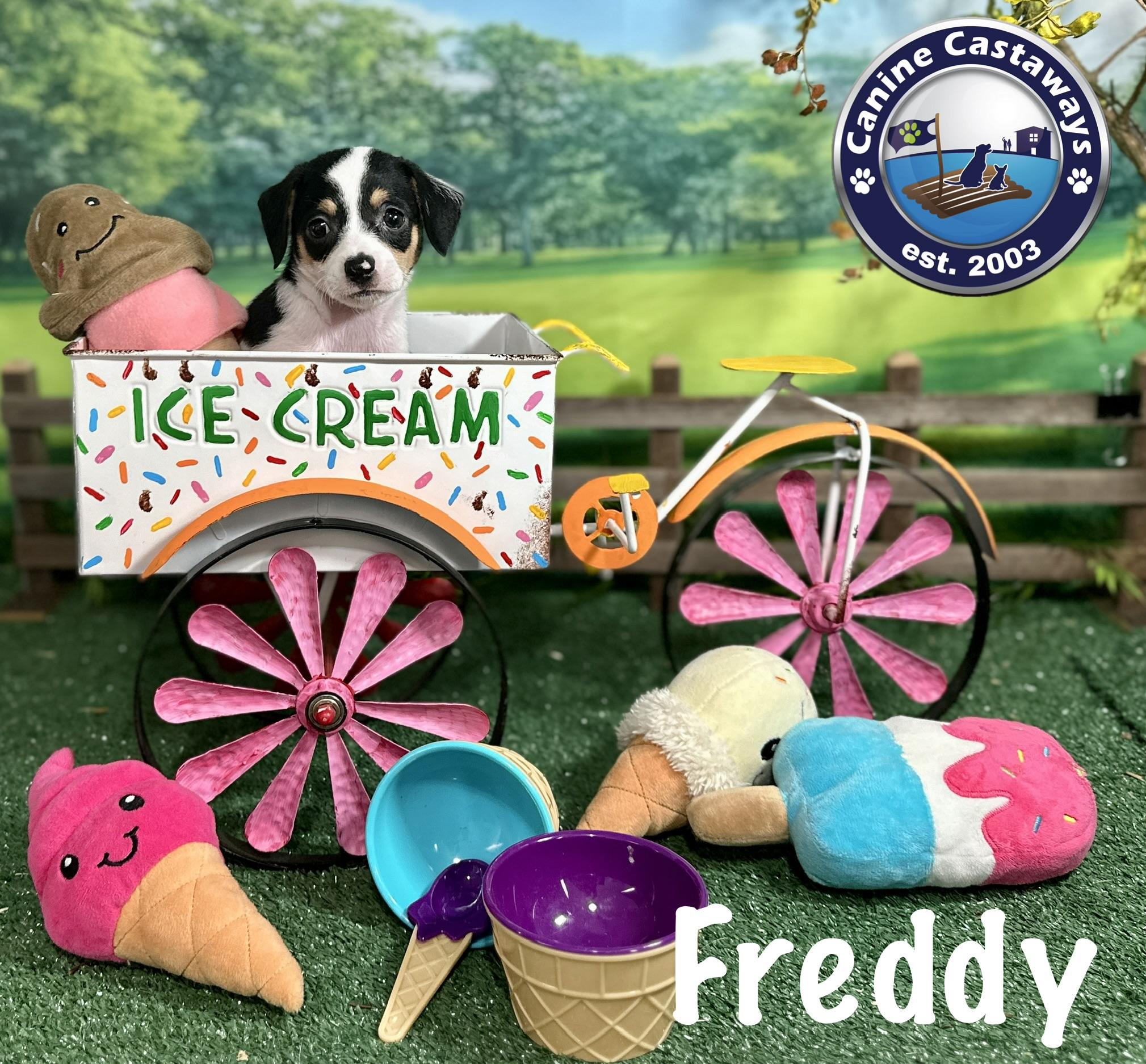 Freddy, adopted, Puppy Male Rat Terrier.