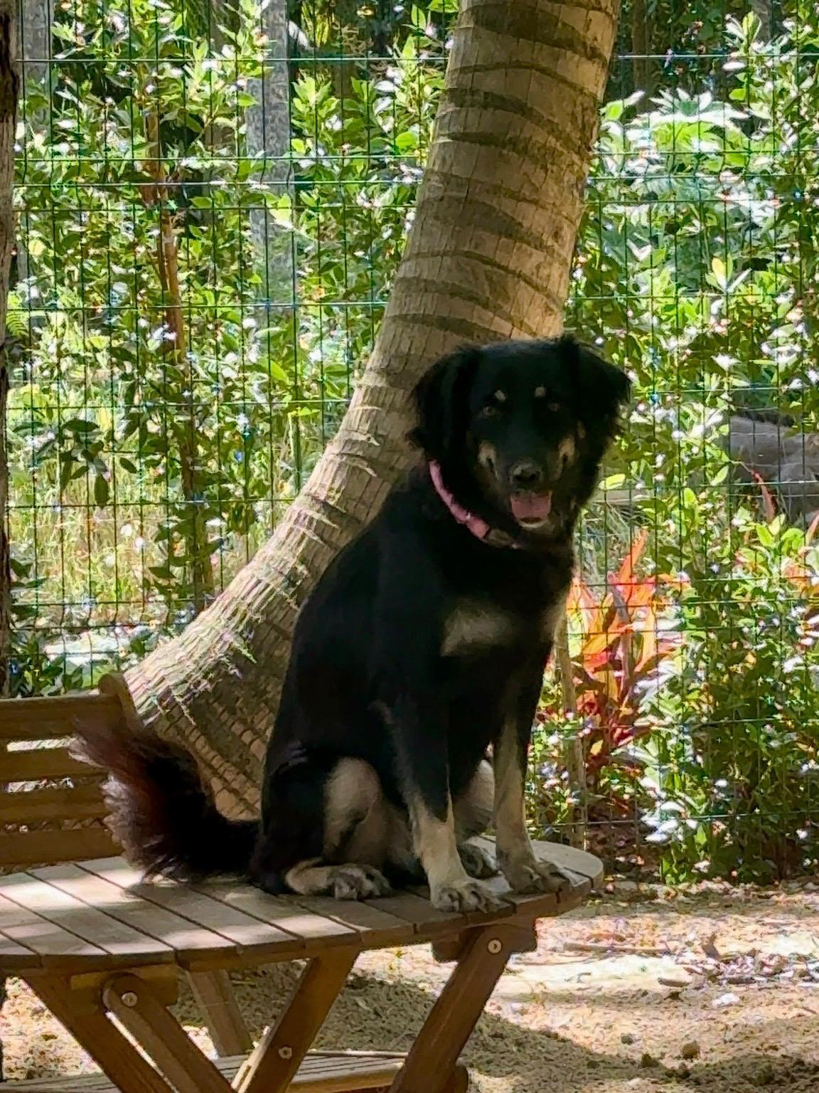 Enlarge Motorita, a Adoptable mixed breed in Rio Grande , PR image 3/4