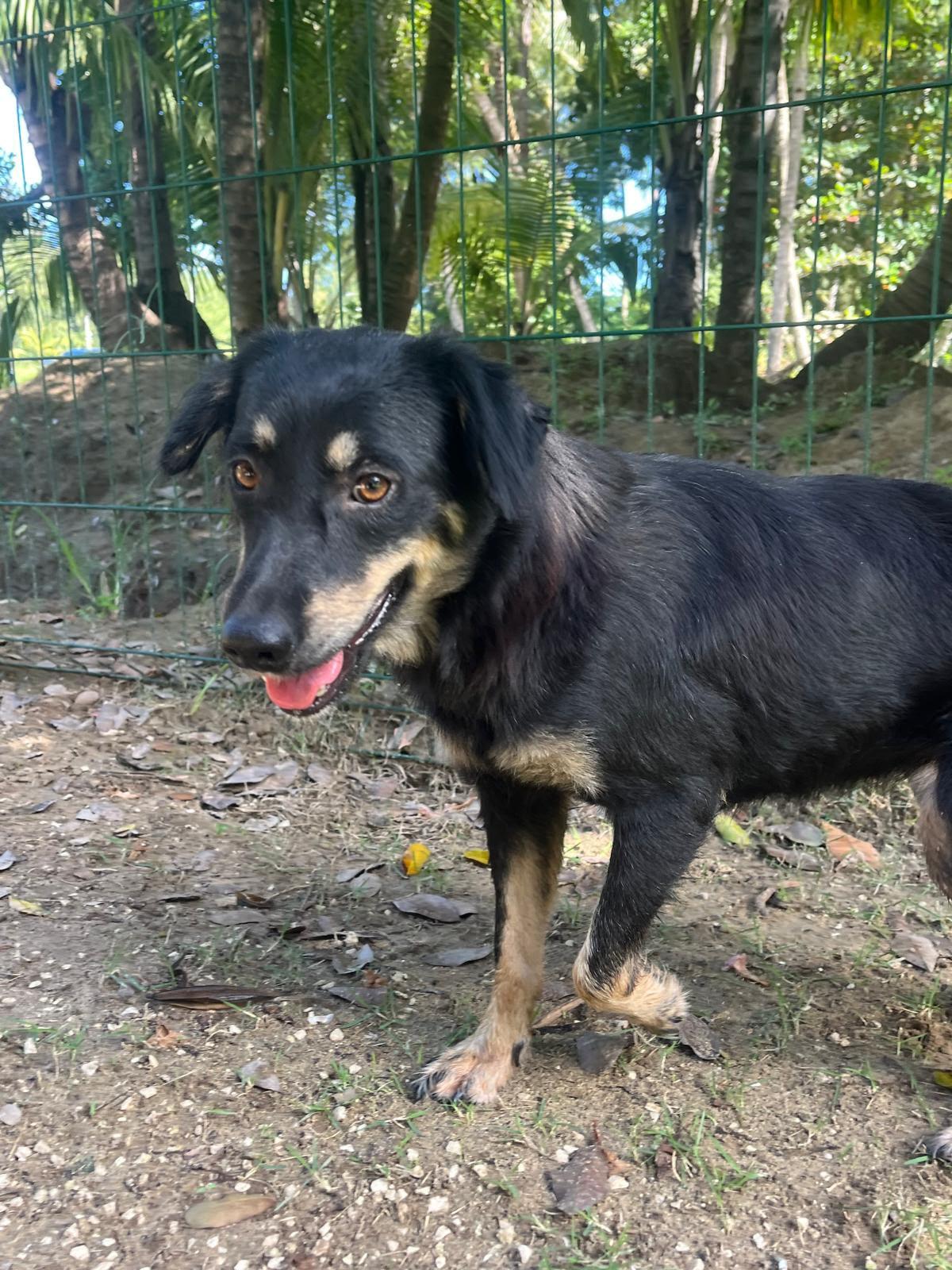 Enlarge Motorita, a Adoptable mixed breed in Rio Grande , PR image 2/4