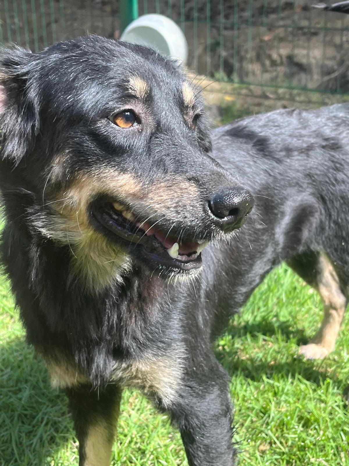 Motorita, Adoptable, Adult Female Border Collie.