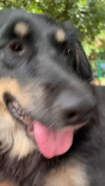 Enlarge Motorita, a Adoptable mixed breed in Rio Grande , PR video 4/4