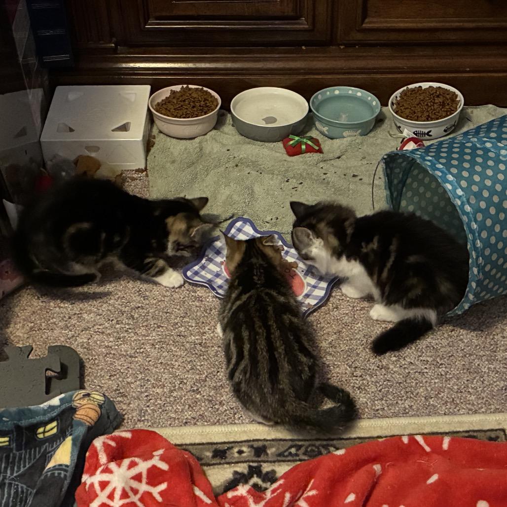 Eevee, Adoptable, Kitten Female Domestic Medium Hair.