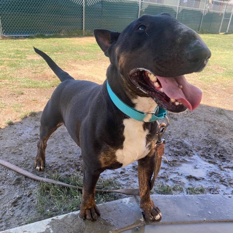 Enlarge Pepe, a Adoptable Bull Terrier in Palm Desert, CA image 1/1