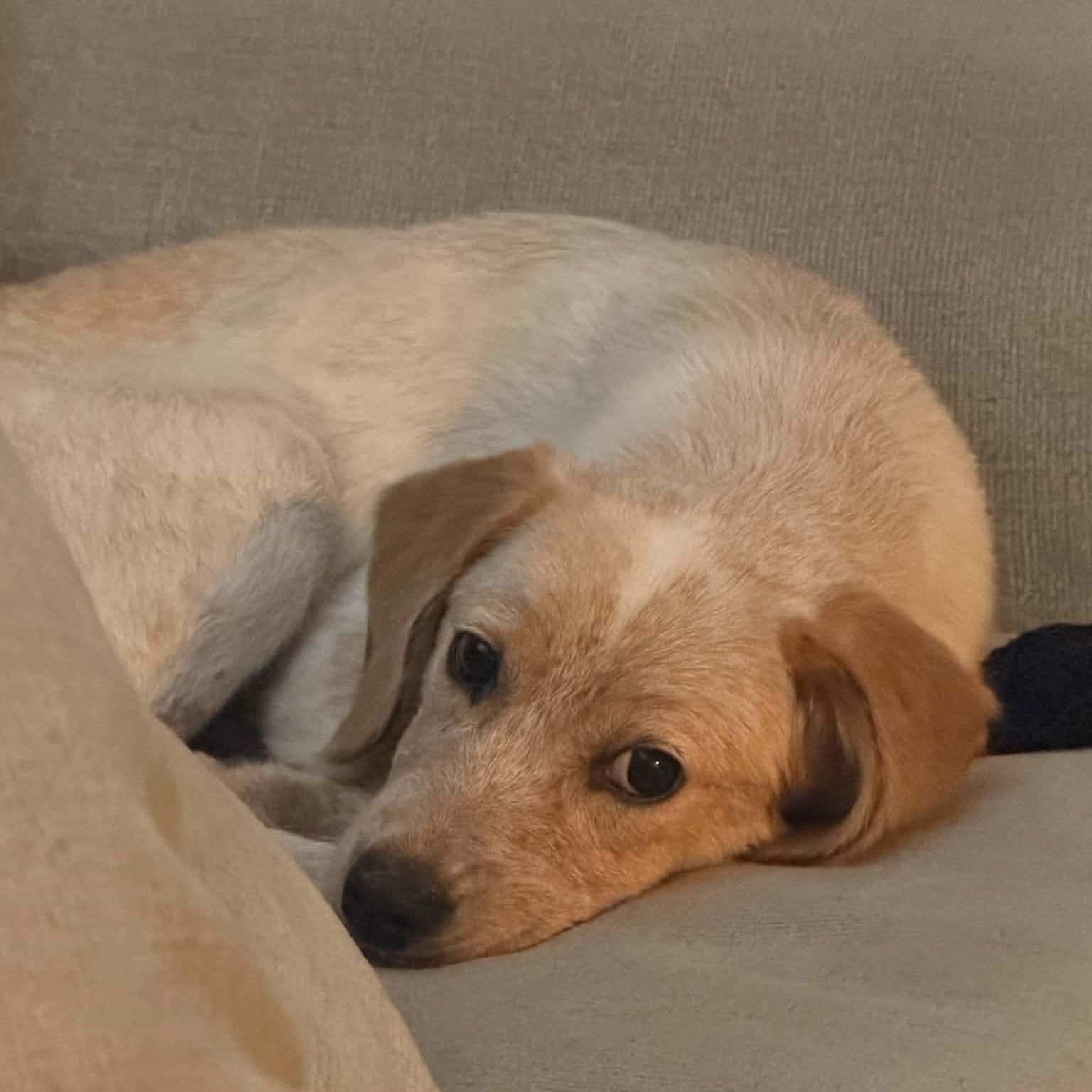 Penny, an adopted mixed breed in New Haven, CT image 2/6