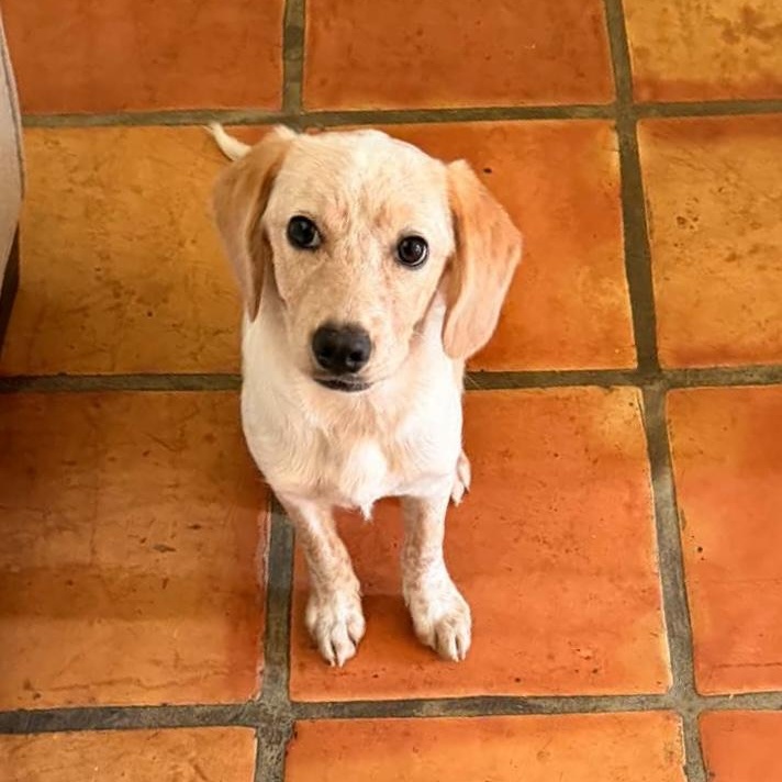 Penny, an adopted mixed breed in New Haven, CT image 1/6