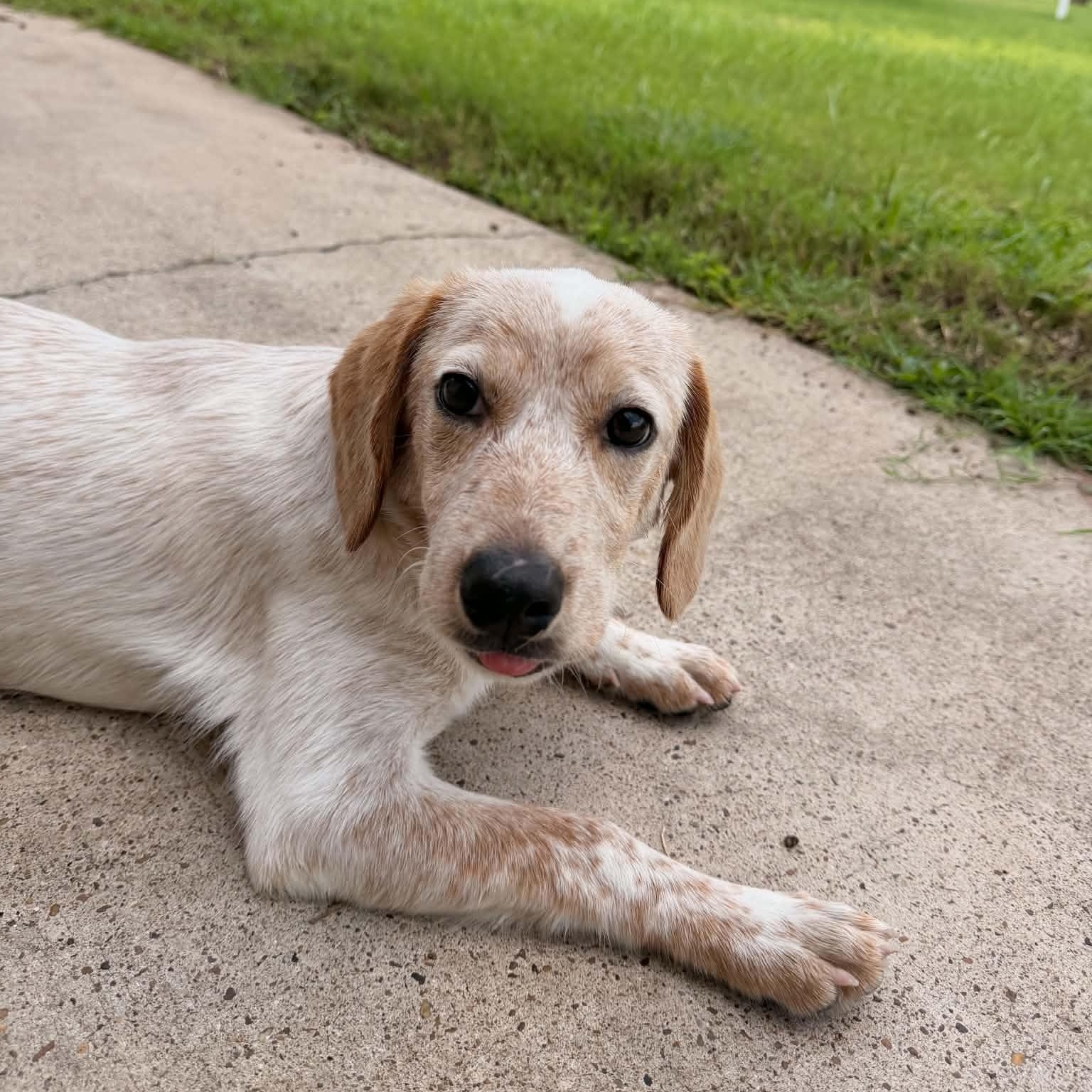 Penny, an adopted mixed breed in New Haven, CT image 4/6