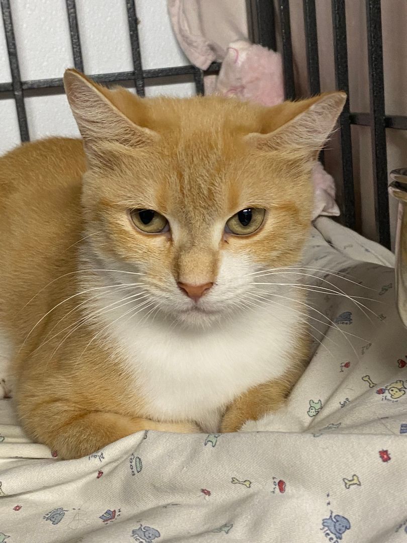 Hailey, a Adoptable Domestic Short Hair in New Richmond, WI image 1/2