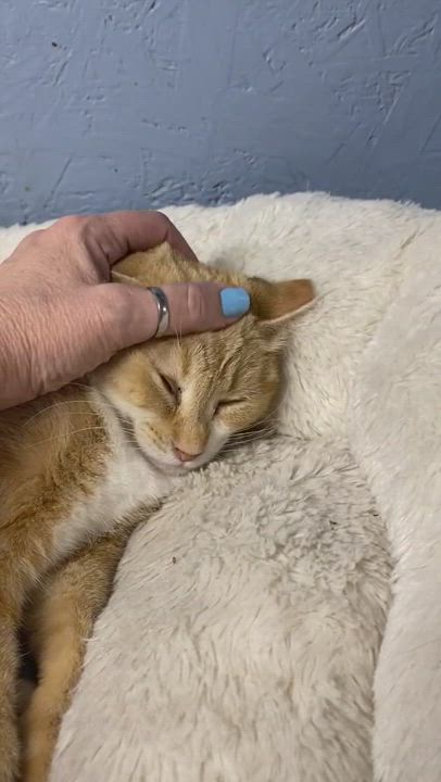 Enlarge Hailey, a Adoptable Domestic Short Hair in New Richmond, WI video 2/2