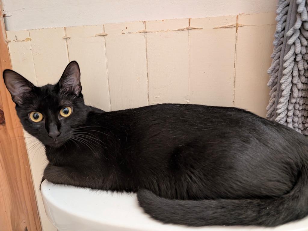Misty, Adoptable, Young Female Domestic Short Hair.
