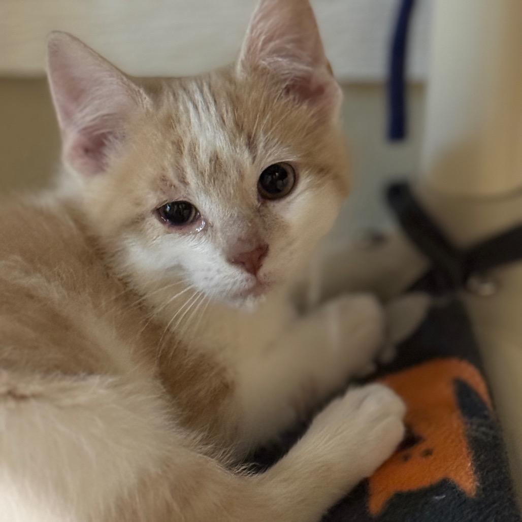 Enlarge Ben, a Adoptable Domestic Short Hair in Redwood Falls, MN image 1/2
