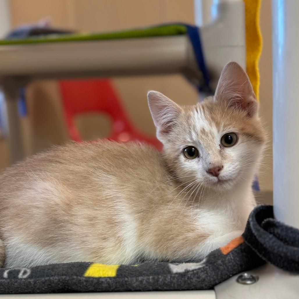 Enlarge Ben, a Adoptable Domestic Short Hair in Redwood Falls, MN image 2/2