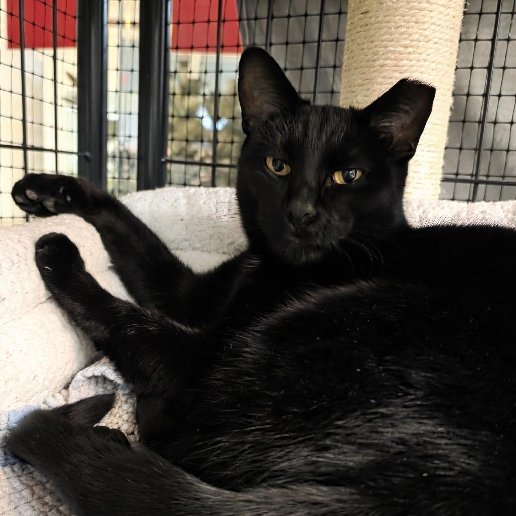 Enlarge Tippy, a Adoptable Domestic Short Hair in Saratoga Springs, NY image 1/3