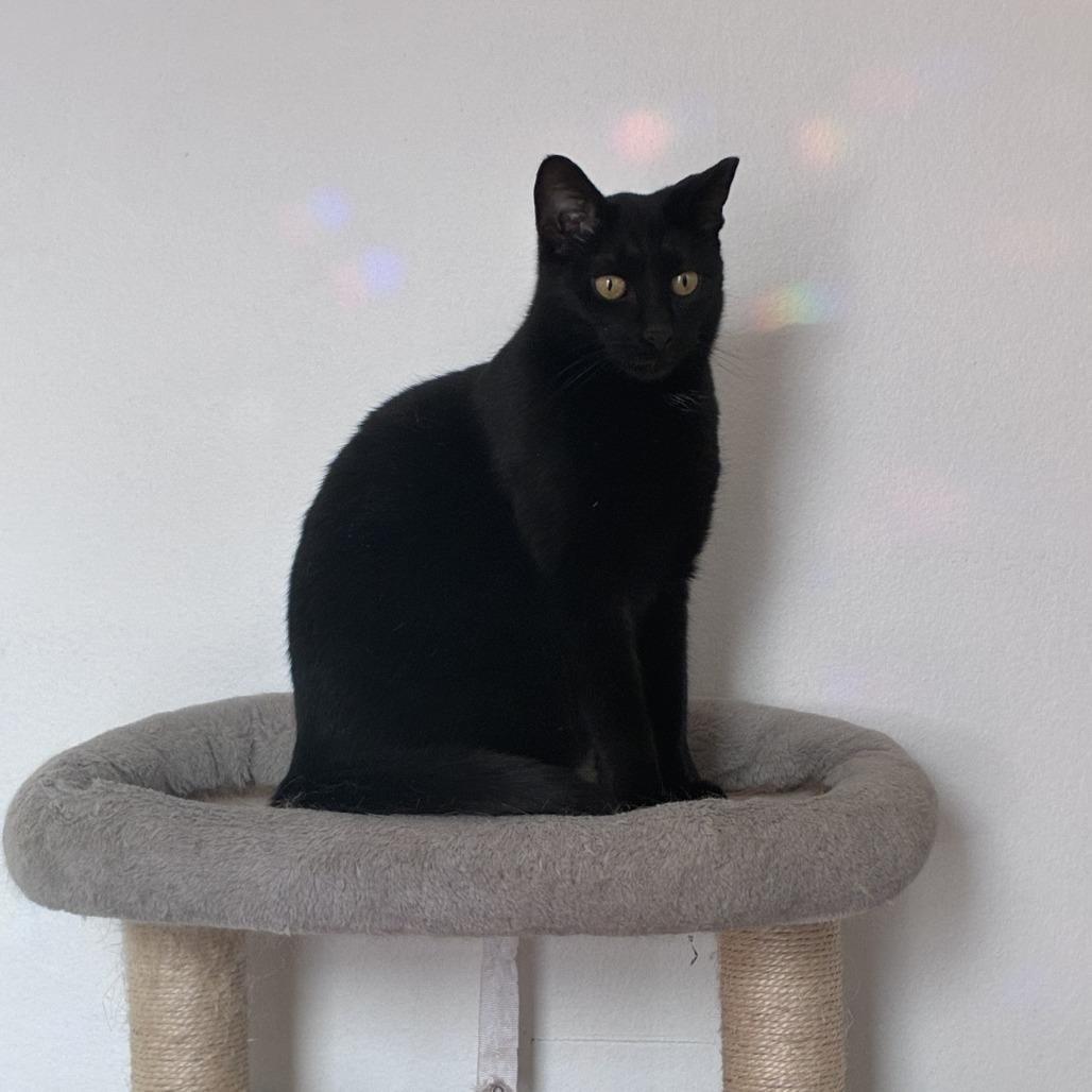 Enlarge Tippy, a Adoptable Domestic Short Hair in Saratoga Springs, NY image 2/4