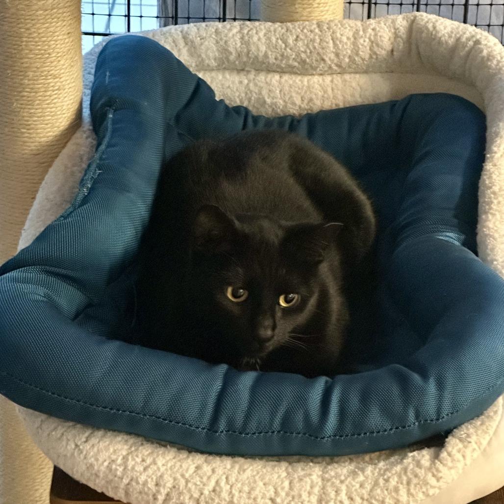 Enlarge Tippy, a Adoptable Domestic Short Hair in Saratoga Springs, NY image 2/3