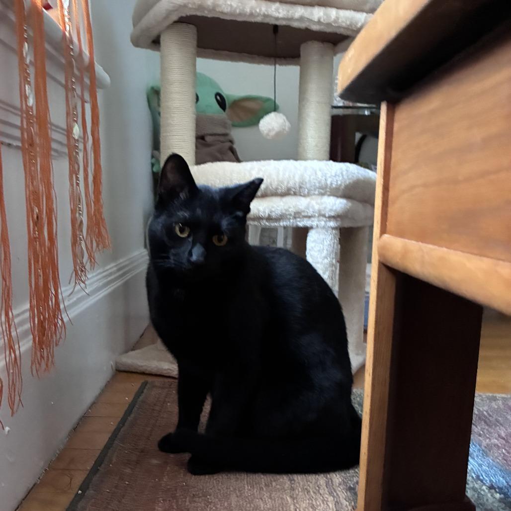 Enlarge Tippy, a Adoptable Domestic Short Hair in Saratoga Springs, NY image 4/4