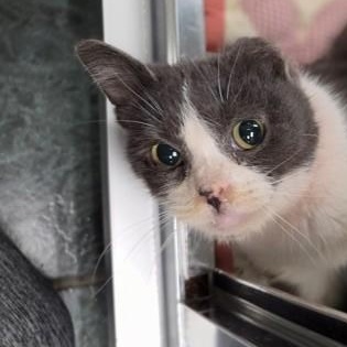 Millie - so silly!, adopted, Adult Female Domestic Short Hair.