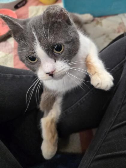 Enlarge Millie - so silly!, an adopted Domestic Short Hair in Oshkosh, WI image 2/3