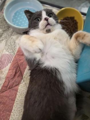 Enlarge Millie - so silly!, an adopted Domestic Short Hair in Oshkosh, WI image 3/3