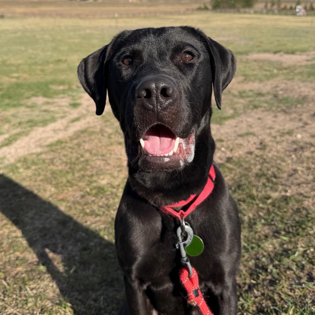 Timmy, Adoptable, Adult Male Black Labrador Retriever & Mixed Breed.