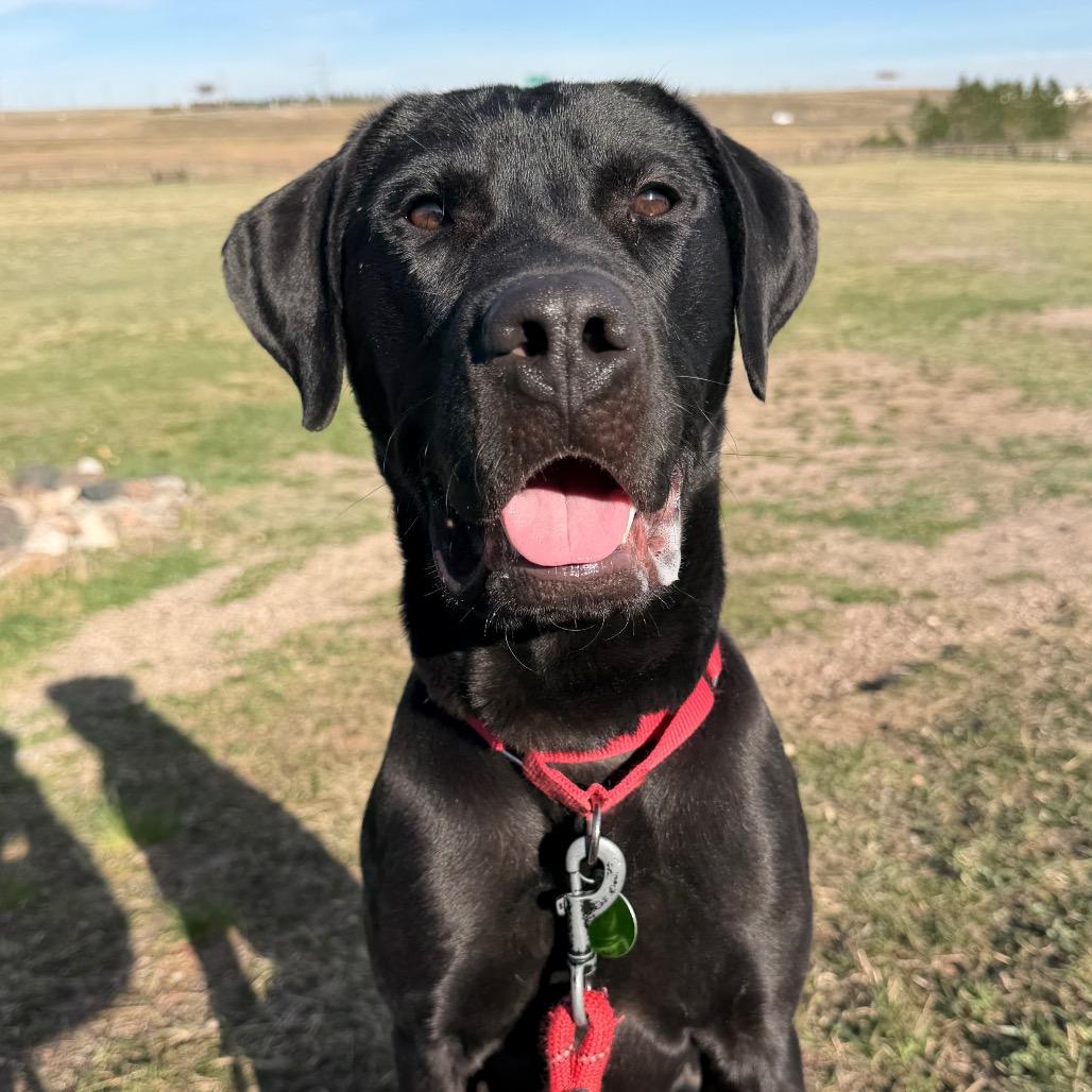 Enlarge Timmy, a Adoptable mixed breed in Cheyenne, WY image 2/6