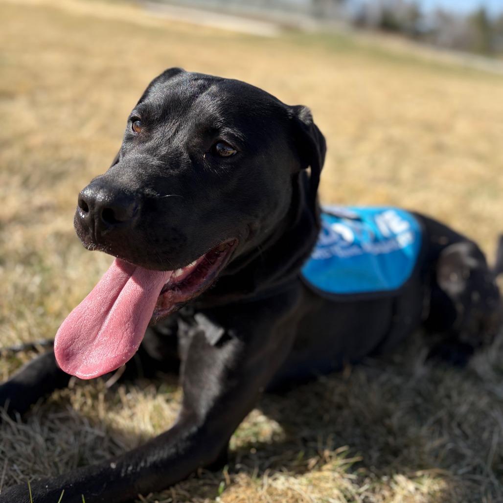 Enlarge Timmy, a Adoptable mixed breed in Cheyenne, WY image 3/6