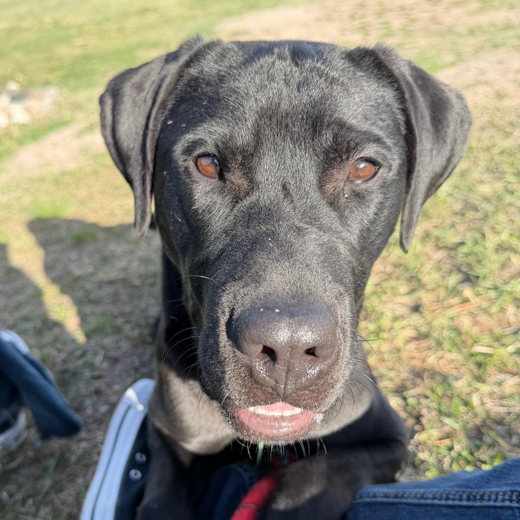 Enlarge Timmy, a Adoptable mixed breed in Cheyenne, WY image 4/6