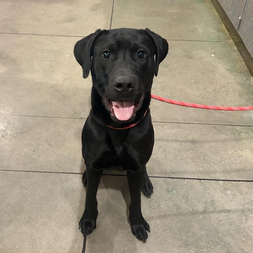 Enlarge Timmy, a Adoptable mixed breed in Cheyenne, WY image 5/6