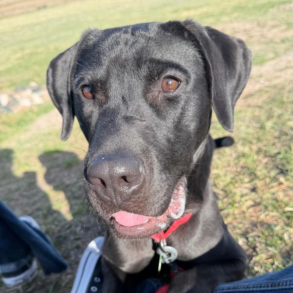 Enlarge Timmy, a Adoptable mixed breed in Cheyenne, WY image 6/6